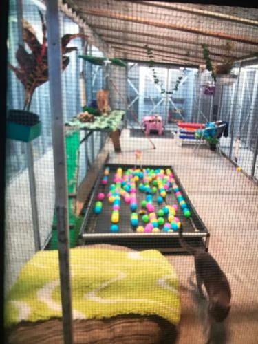 %dog and cat boarding kennels sydney %pet boarding services